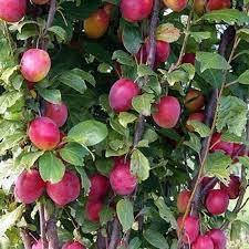 Зливу колоновидна Імперіал