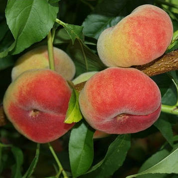 Саджанці персика інжирного Сатурн ( США)