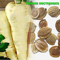 Насіння постернака