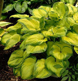Хоста Old Glory 1 рік, Хоста Олд Глорі, Hosta Old Glory