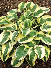 Хоста Wide Brim 1 рік, Хоста Вайд Брім, Hosta Wide Brim, фото 2