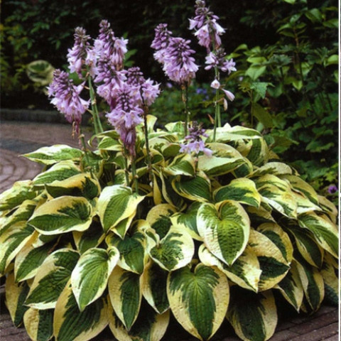 Хоста Wide Brim 1 рік, Хоста Вайд Брім, Hosta Wide Brim