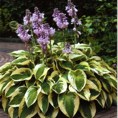 Хоста Wide Brim 1 рік, Хоста Вайд Брім, Hosta Wide Brim, фото 1