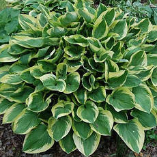 Хоста Wide Brim 1 рік, Хоста Вайд Брім, Hosta Wide Brim, фото 3