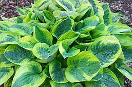 Хоста Wide Brim 1 рік, Хоста Вайд Брім, Hosta Wide Brim, фото 4