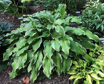 Хоста Sugar and Cream 1 рік, Хоста Шуга энд Крім, Hosta Sugar and Cream, фото 3