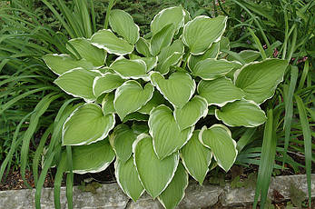 Хоста Sugar and Cream 1 рік, Хоста Шуга энд Крім, Hosta Sugar and Cream, фото 5