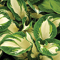 Хоста Hans 1 рік, Хоста Хенс, Hosta Hans