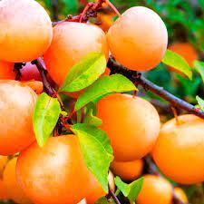 Зливу УЛЮБЛЕНА МЛІЇВ