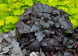 Гейхера Black Pearl 1 рік, Гейхера Блек Перл, Heuchera Black Pearl, фото 4