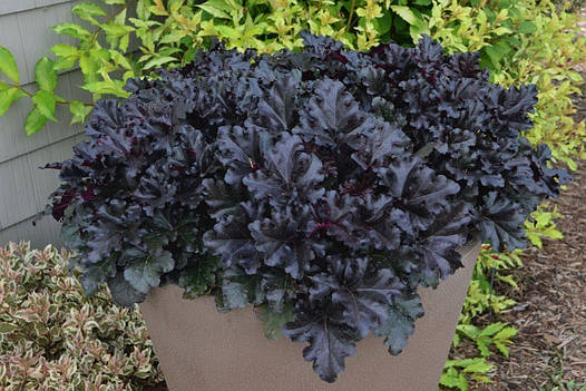 Гейхера Black Pearl 1 рік, Гейхера Блек Перл, Heuchera Black Pearl, фото 1