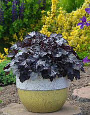 Гейхера Black Pearl 1 рік, Гейхера Блек Перл, Heuchera Black Pearl, фото 3
