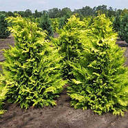 Саджанці Кипарисовика Лавсона Голден Вондер (Chamaecyparis lawsoniana Golden Wonder), фото 3