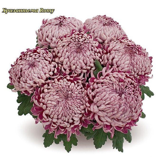 Хризантема Romy розсада