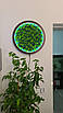 Декоративне панно зі стабілізованим мохом і підсвіткою "Green melody", фото 3
