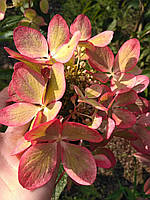 Гортензия Ренколор / Пастель Грин. Hydrangea paniculata Rencolor / Pastel Green