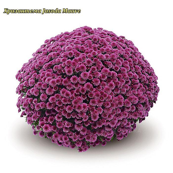 Хризантема Jasoda Mauve (Джасода Пурпле) Мультифлора. розада