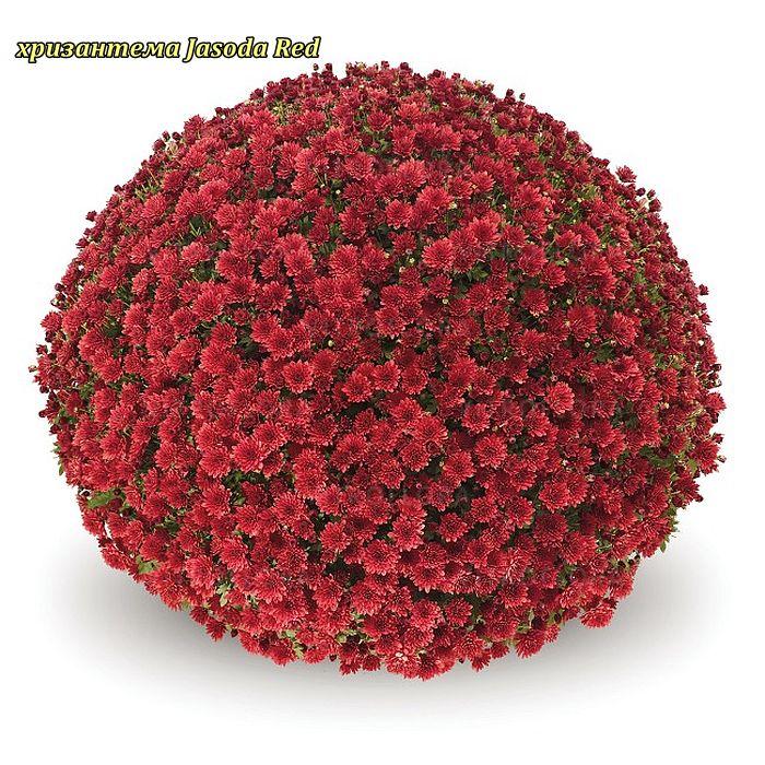 Хризантема Jasoda Red (Джасода Червона) Мультифлора. 3 в 1 горщ