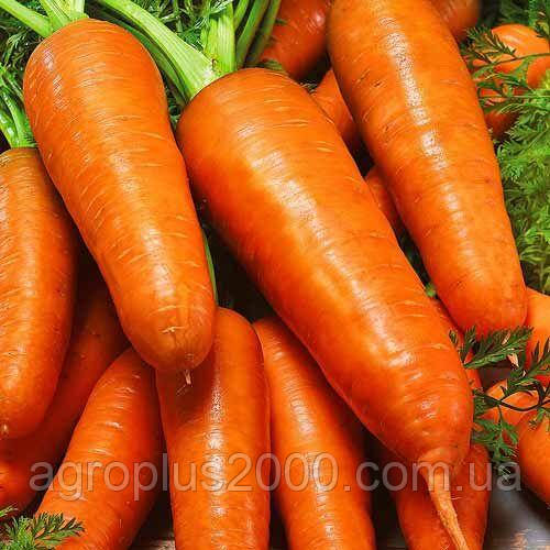 Насіння Морква Курода Шантане вагою 10 грамів United Genetics