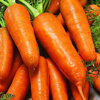 Семена Морковь Курода Шантане весом 10 граммов United Genetics
