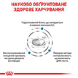 Корм сухий Royal Canin для собак при небажаній реакції на корм ANALLERGENIC 3 kg, фото 3