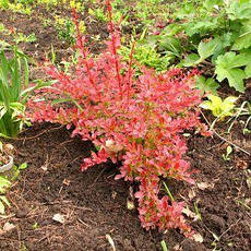 Барбарис Тунберга Orange Carpet 2 річний, Барбарис Тунберга Оранж Карпет, Berberis thunbergii Orange Carpet, фото 6