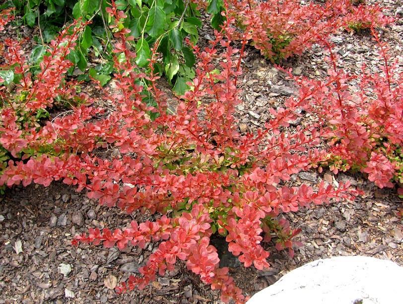 Барбарис Тунберга Orange Carpet 2 річний, Барбарис Тунберга Оранж Карпет, Berberis thunbergii Orange Carpet
