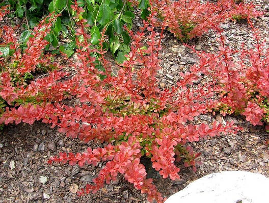Барбарис Тунберга Orange Carpet 2 річний, Барбарис Тунберга Оранж Карпет, Berberis thunbergii Orange Carpet, фото 1