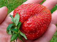 Розсада полуниці Принцеса Діана - ремонтантна, великоплідна, соковита, фото 2