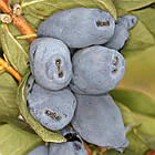 Boreal Beast(Бореал Бест) саджанці жимолості (М-90)