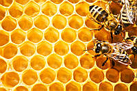 Машины и механизмы для пчеловодства Swienty
