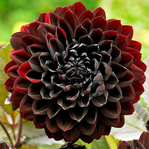 Саджанець ЖОРЖИНА Karma Choc