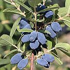 Honeybee (Хонейбі) Саджанці жимолості (М-90)