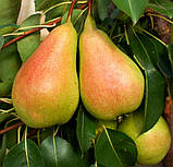 Груша Харроу Світ. (Айва Елін). (с). Пізньоосіннього сорт, фото 3