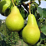 Груша Харроу Світ. (Айва Елін). (с). Пізньоосіннього сорт, фото 2