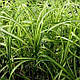 ОСОКА ПАЛЬМОЛИСТА ВАРІЄГАТНА (дорослий кущ у технологічному горщику), фото 5