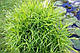 ОСОКА ПАЛЬМОЛИСТА ВАРІЄГАТНА - рослина для міні ставка, водної клумби, ставочка у вазоні, фото 3