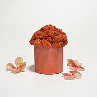 Стабилизированный мох в цветном бетонном кашпо, розовый/коралловый