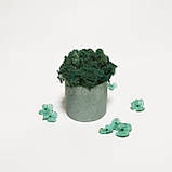 Стабілізований мох в кольоровому бетонному кашпо, блакитний/бірюзовий, фото 2