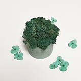 Стабілізований мох в кольоровому бетонному кашпо, блакитний/бірюзовий, фото 4