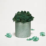 Стабілізований мох в кольоровому бетонному кашпо, блакитний/бірюзовий, фото 5
