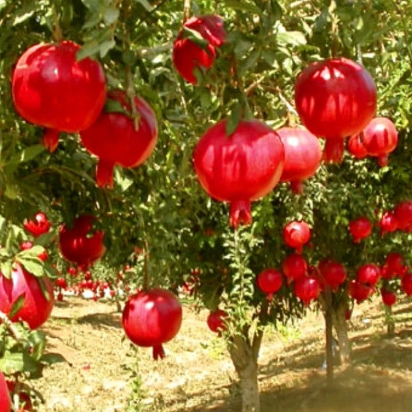 Гранат морозостійкий Гюлоша 2 роки (горщик), фото 1