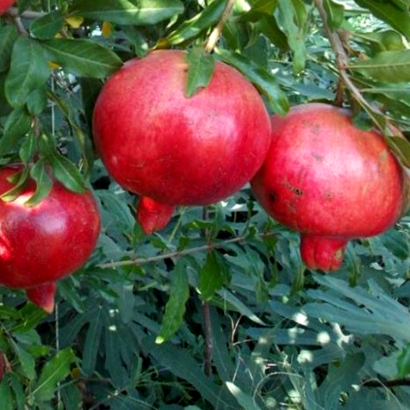 Гранат Ак Дона 1 рік (горщик 0,5л)