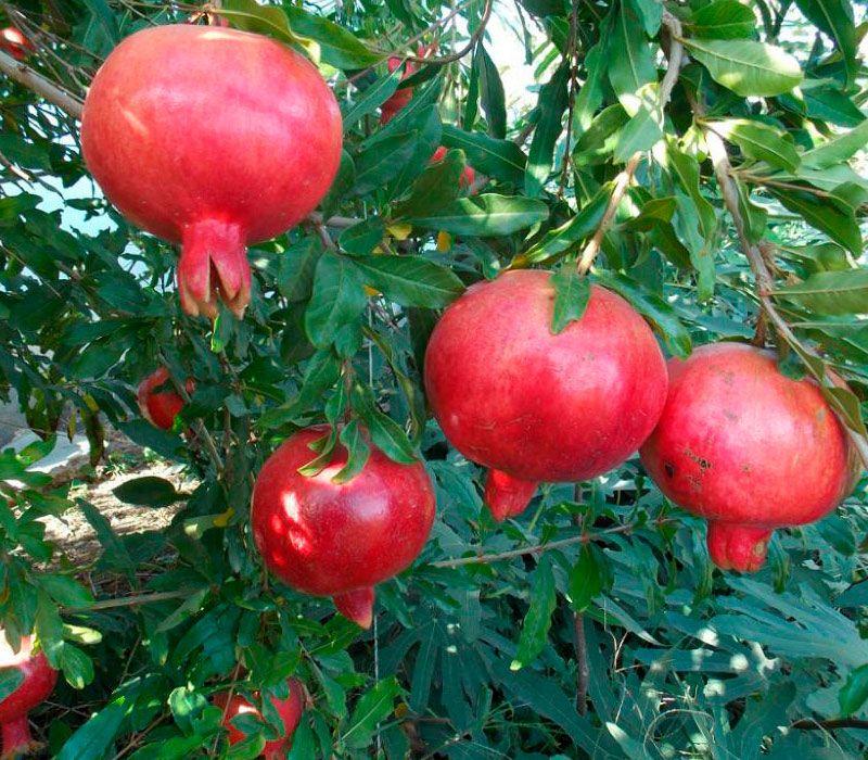 Гранат Ак Дона 2 роки (горщик), фото 1