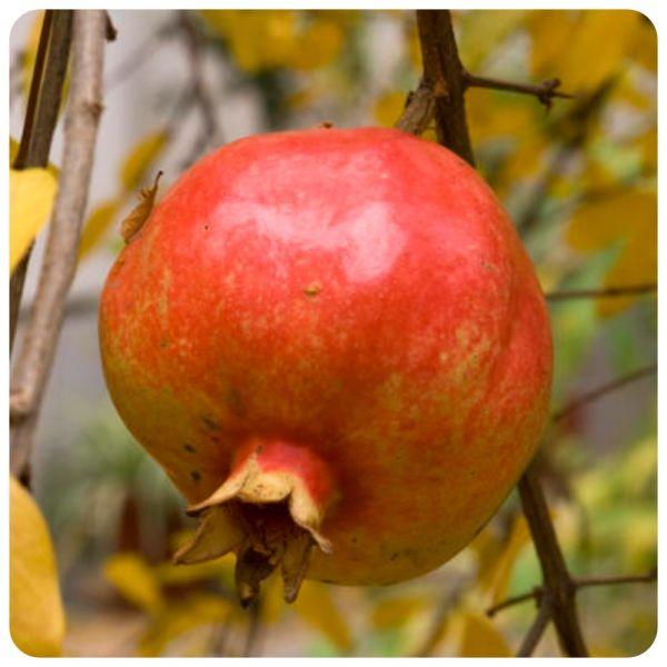 Гранат Кримський Смугастий 2 роки (контейнер), фото 1