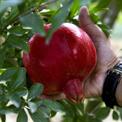 Гранат Азіатський 2 роки (горщик), фото 1