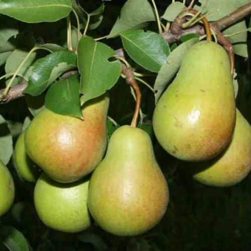 Груша Роксолана (осьова), фото 1