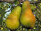 Груша Роксолана (осьова), фото 2