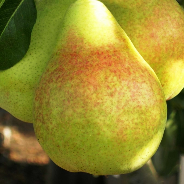 Груша Бере Дюрандо (зимова), фото 1