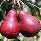 Груша Ред Фаворитка (річна), фото 2